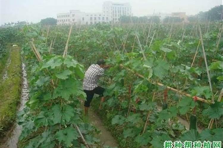 请问老师冬瓜怎么管理