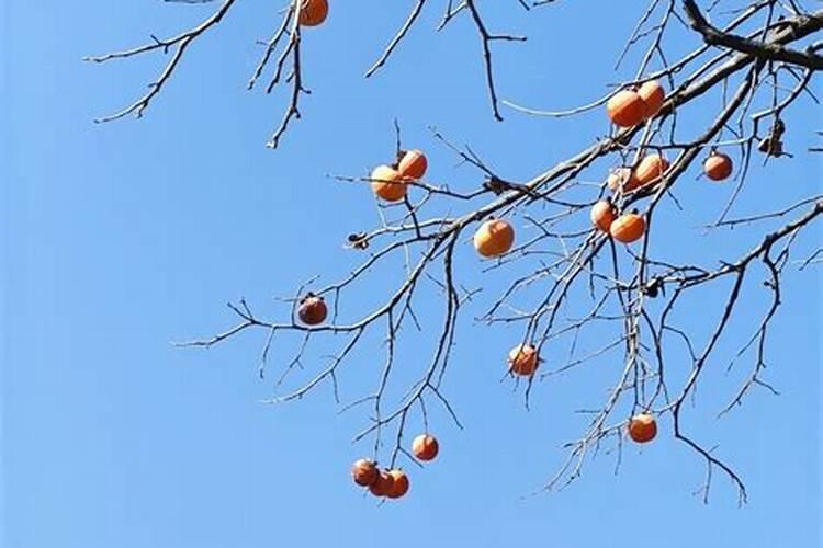 柿子树结柿子后用什么肥料膨果？