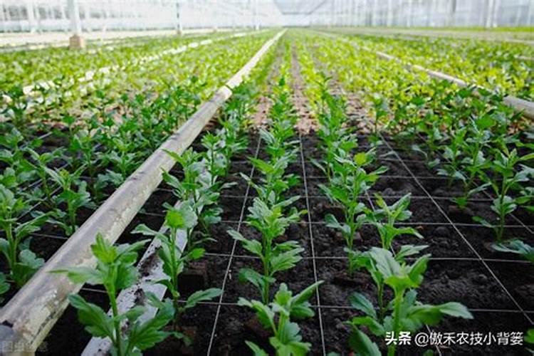 辣椒缓苗期要不要喷施叶面肥？辣椒缓苗期怎样喷施叶面肥？