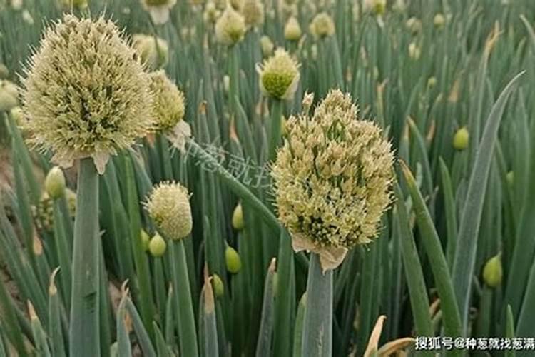 徐州萨奥农资有限公司怎么样？