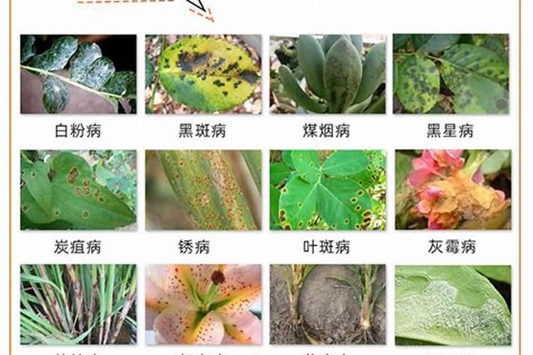 多菌灵和百虫灵都需要吗,家里的所有花草都可以用？