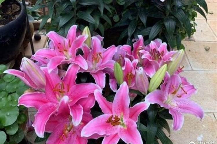 桅子花养护方法