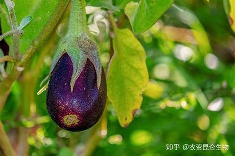 一喷绿叶面肥能打黄瓜豆角茄子辣椒吗？