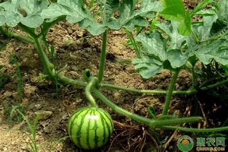 玉米施加钙肥的最佳时间 什么时候使用合适