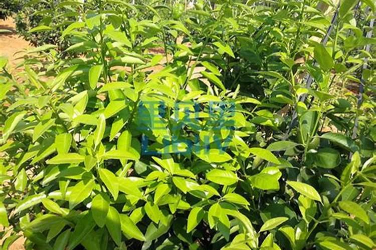 多肉植物能喷磷钾肥吗
