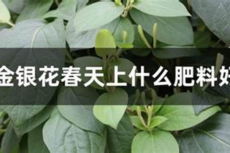 花开时施什么肥最好