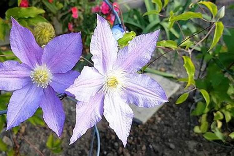 铁线莲花浇什么肥料合适