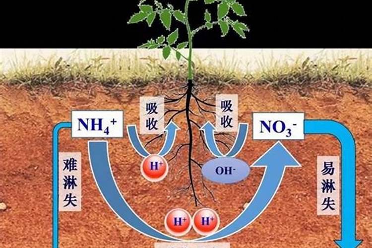 白三叶和紫花苜蓿混种