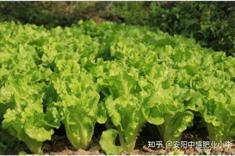 生菜水培怎么养