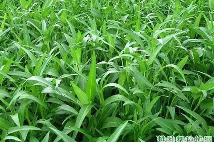 如何选购优质的水溶肥料