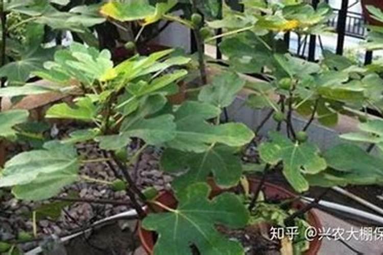 矿源黄腐酸钾十大品牌