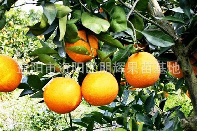 柚子树苗施什么肥