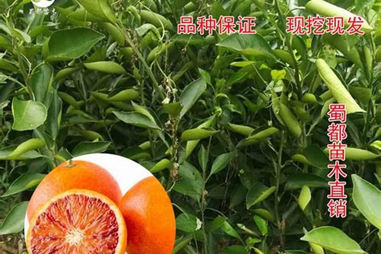 红橙现在施什么肥好？