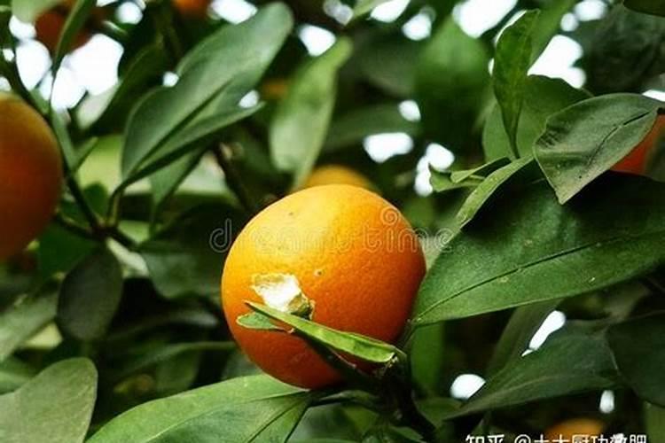 8号血橙种植技术 8号血橙种植技术简述