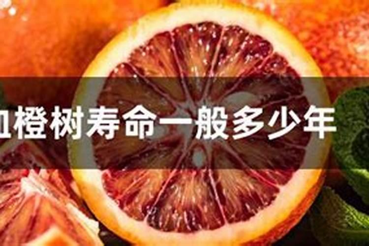 血橙树什么时候施肥最好