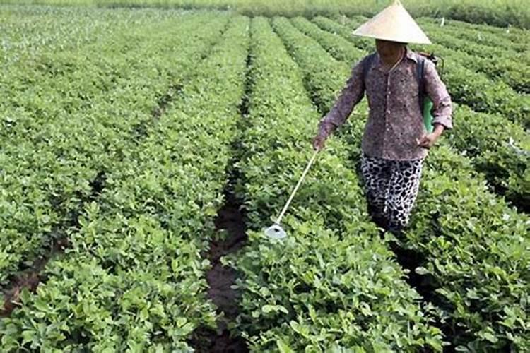 芸苔素甜瓜一季可以用几回