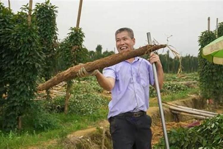 淮山薯是怎样种？