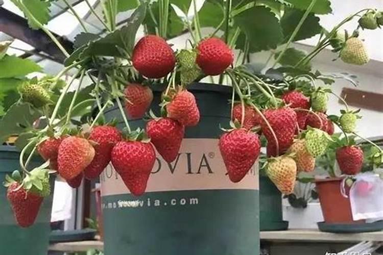 种植草莓什么时候需要施肥