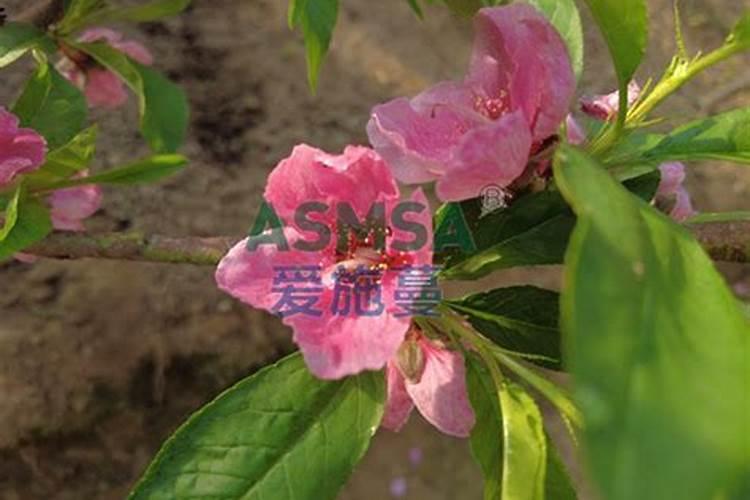 桃子什么时候是膨大期
