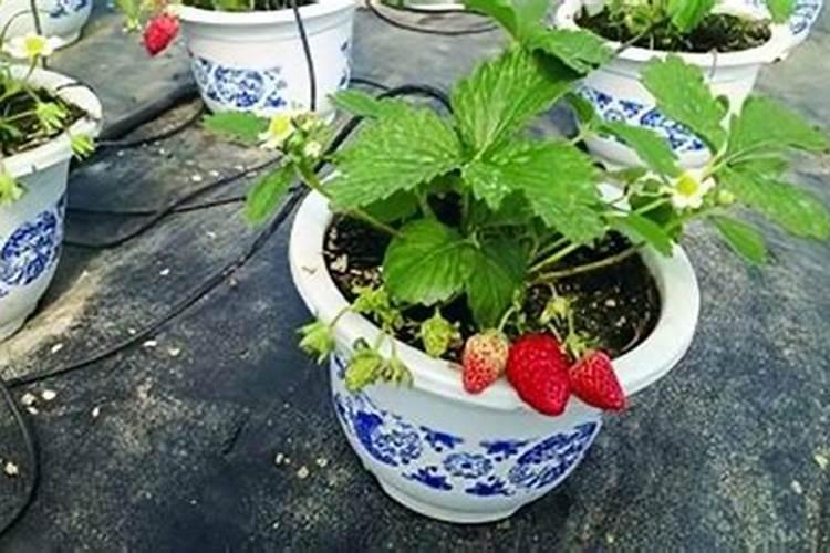 草莓苗种植多久能施肥 怎么施肥才能使草莓长势好