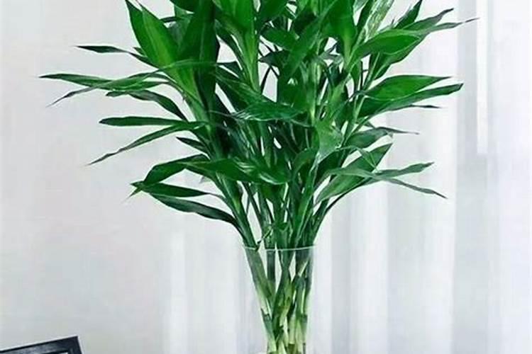 草莓苗小开花要摘花吗 草莓苗怎么施肥