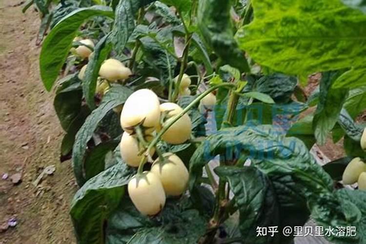 红叶李的果子坏了,可以制有机肥吗？
