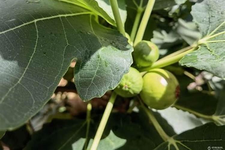 无花果施什么肥好
