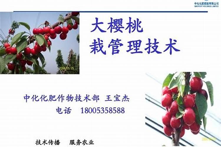 大樱桃结果后能不能用大量元素水溶肥？