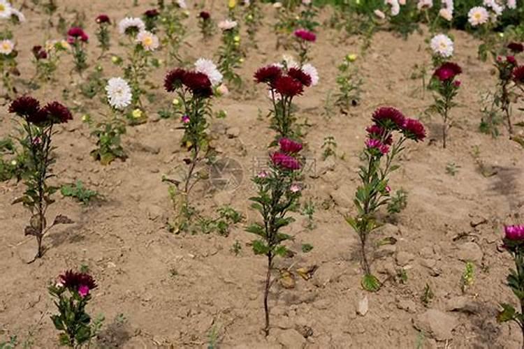菊花怎么施肥 用什么肥料好