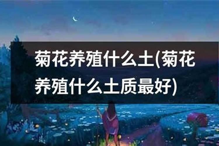菊花施什么肥料好