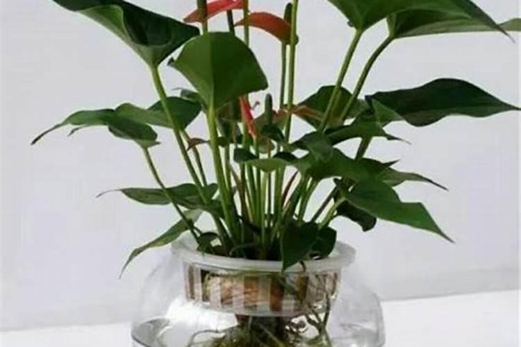 茶花施什么肥最好