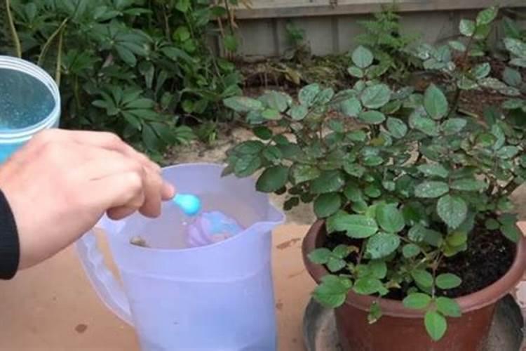 怎么给植物补钾效果好？