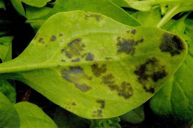 如何治疗霜霉病