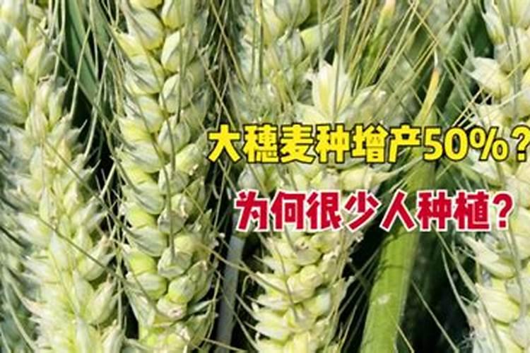 燕麦的燕麦的种植