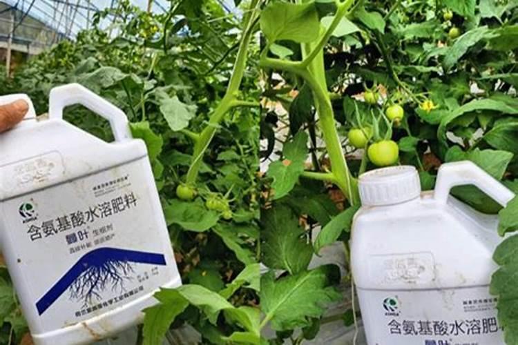 氨基酸水溶肥料的用法有哪些 氨基酸水溶肥使用禁忌