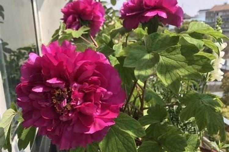 芒果幼果拉长技术 幼果期打什么药