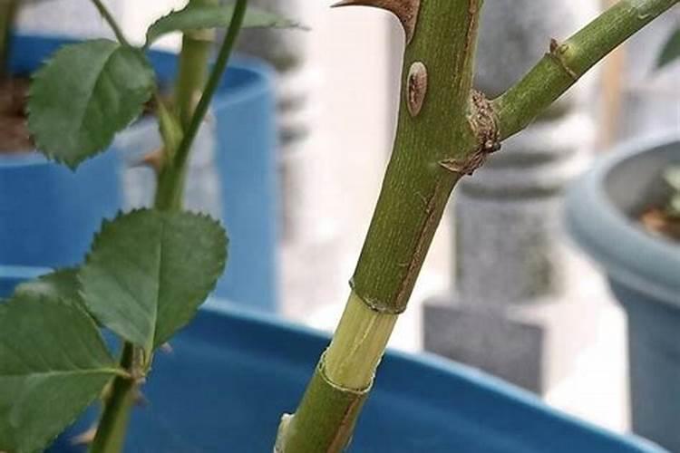 月季喜欢酸性土质是吗