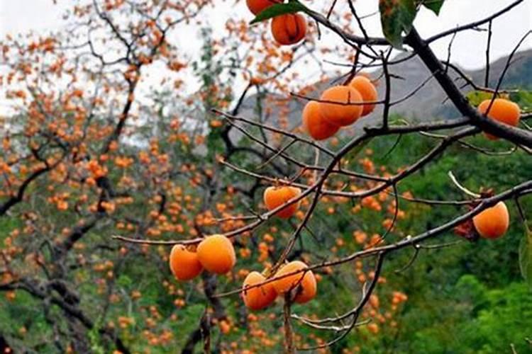 柿子如何合理施肥？专家讲解需肥特点及施肥技术,种出来的柿子个...