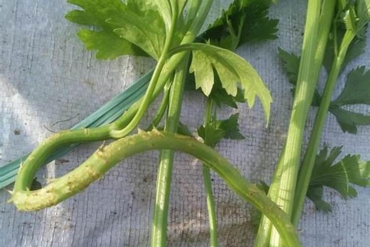 芹菜用什么肥料长得快 简述芹菜用什么肥料长得快