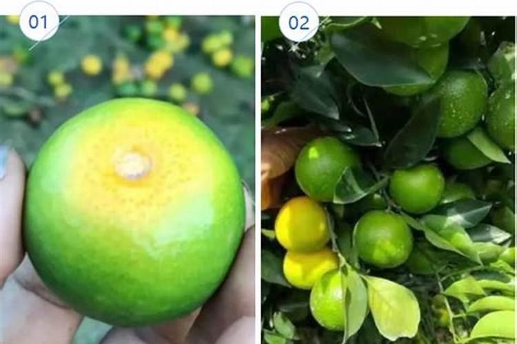 柑橘转色期可以用硫酸钾镁肥吗？