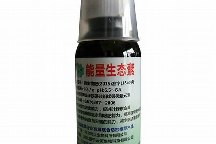 姑娘果种植技术和管理