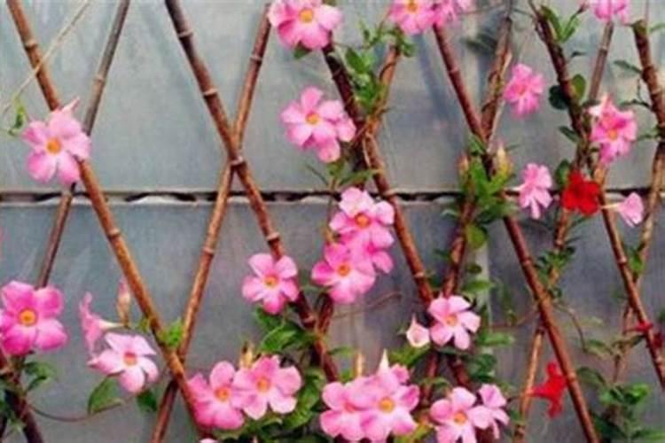 兰花盆下面的孔里有白色凝结物咋回事？