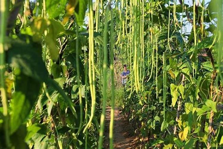 磷肥对植物起什么作用？
