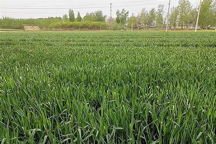 种红薯用什么肥料合适 种红薯用啥肥料合适