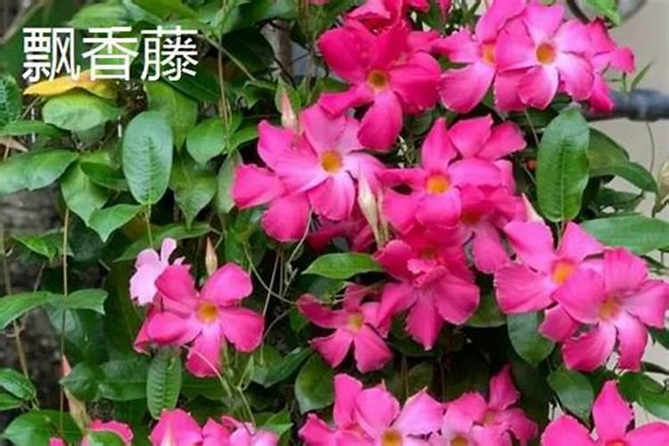 盆栽飘香藤的养殖方法和注意事项