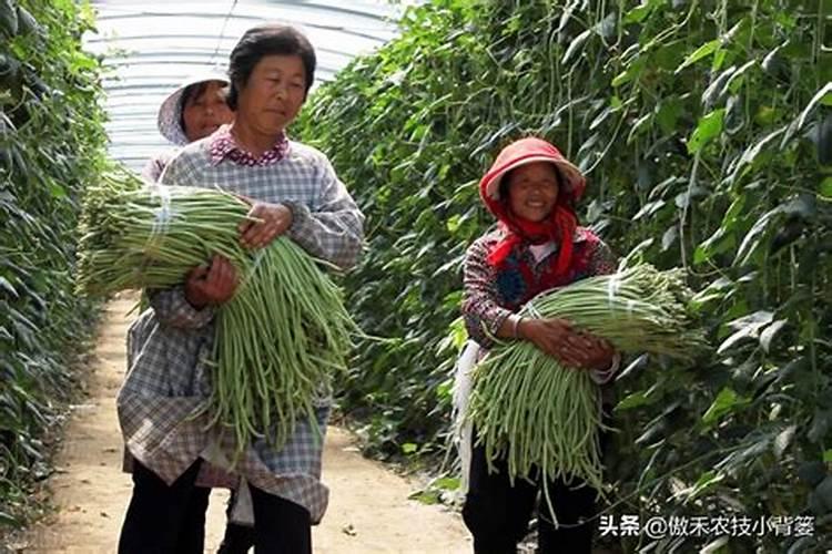 大棚芸豆什么时候控旺