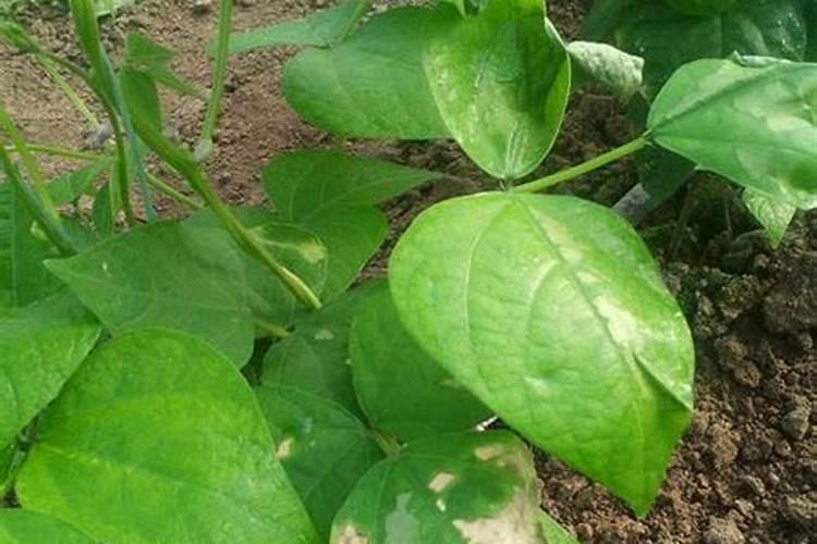 豆角用什么肥料才能多结荚？