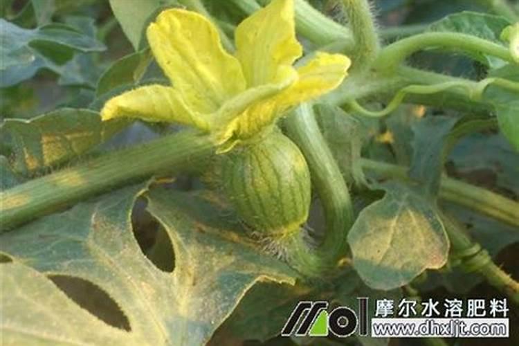 兰花什么时候施肥