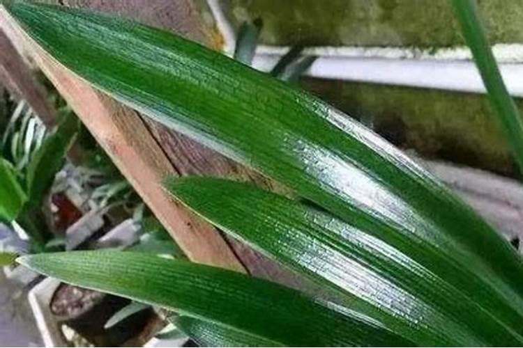 果树催芽什么药最好