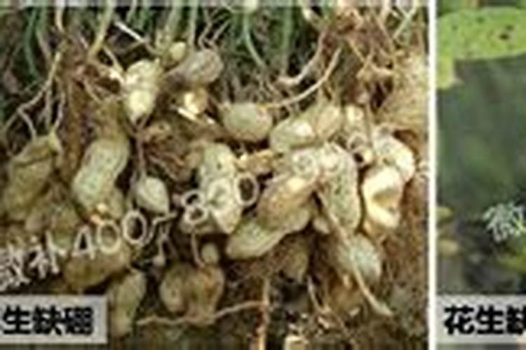 没有饼肥用什么样肥好